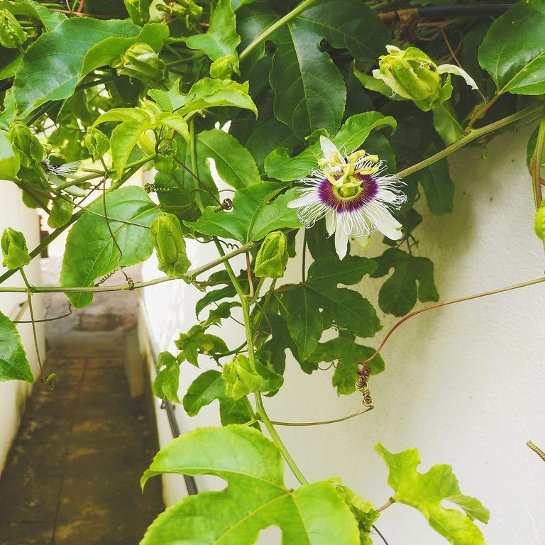Jungle Guest House Galle Εξωτερικό φωτογραφία